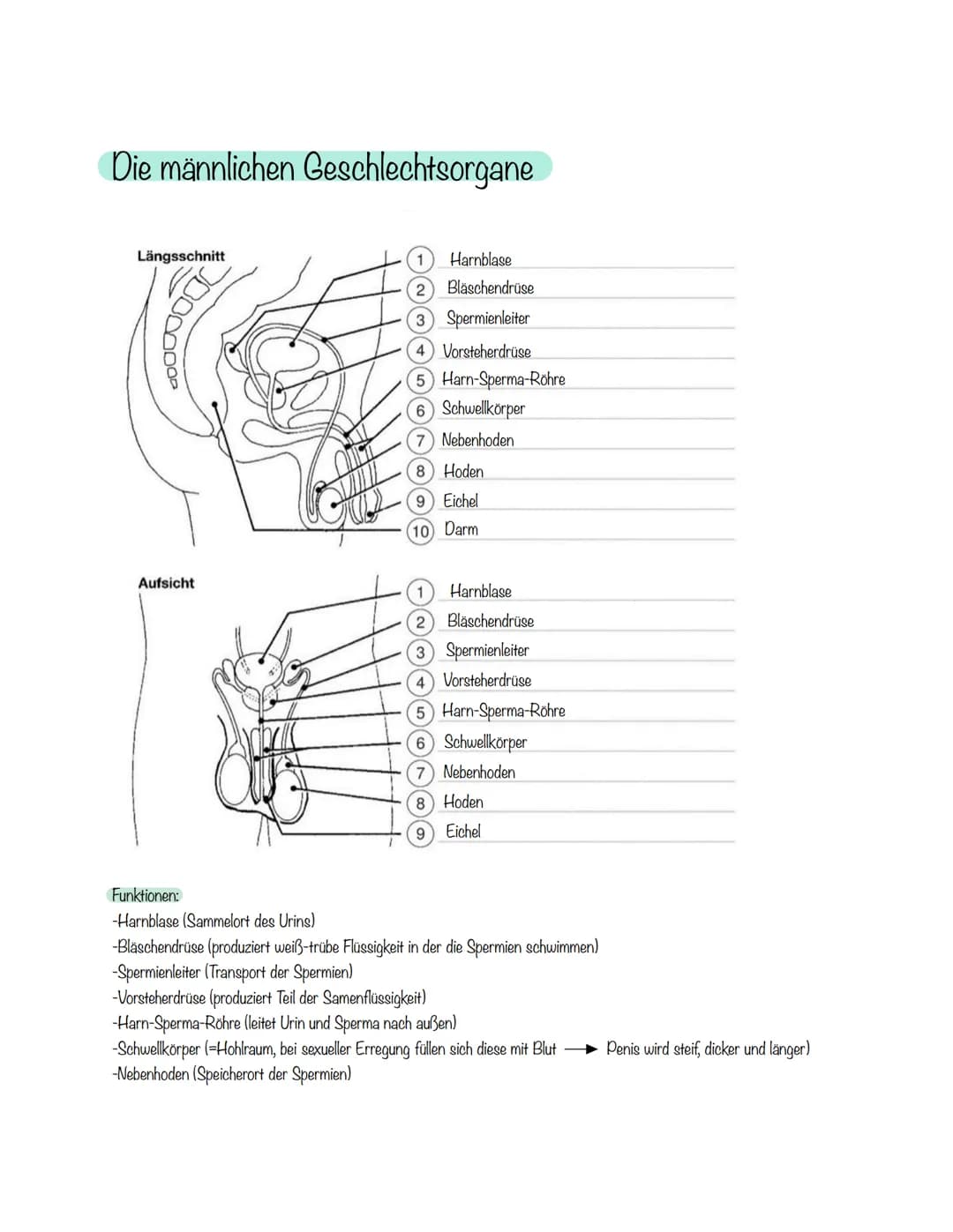 Die männlichen Geschlechtsorgane
Längsschnitt
Aufsicht
Funktionen:
-Harnblase (Sammelort des Urins)
Harnblase
Bläschendrüse
3 Spermienleiter