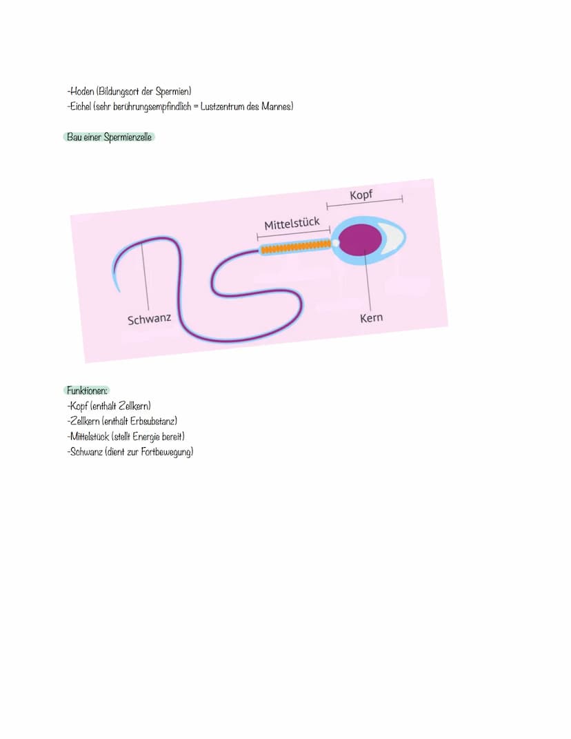 Die männlichen Geschlechtsorgane
Längsschnitt
Aufsicht
Funktionen:
-Harnblase (Sammelort des Urins)
Harnblase
Bläschendrüse
3 Spermienleiter