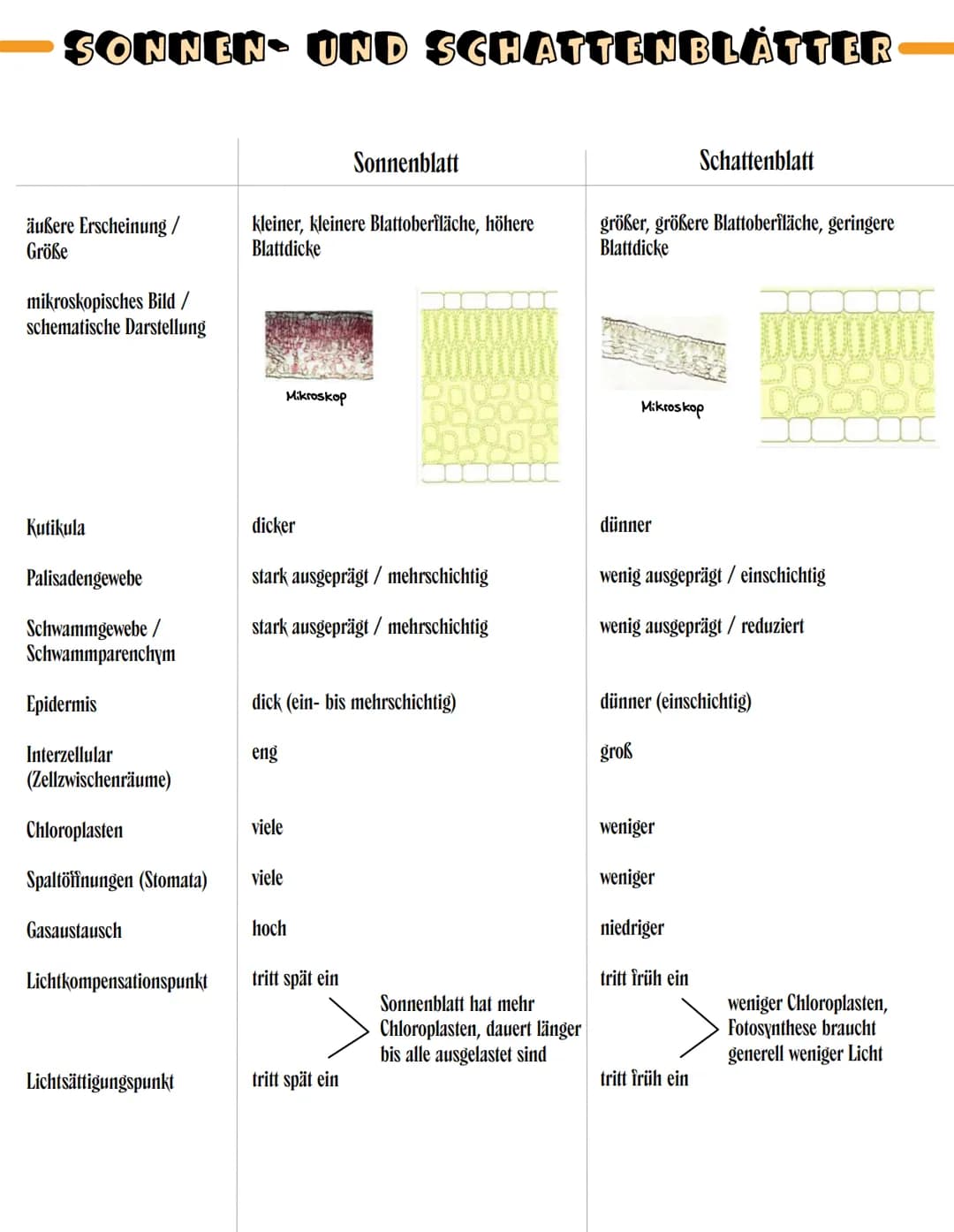 SONNEN- UND SCHATTENBLÄTTER
äußere Erscheinung/
Größe
mikroskopisches Bild /
schematische Darstellung
Kutikula
Palisadengewebe
Schwammgewebe