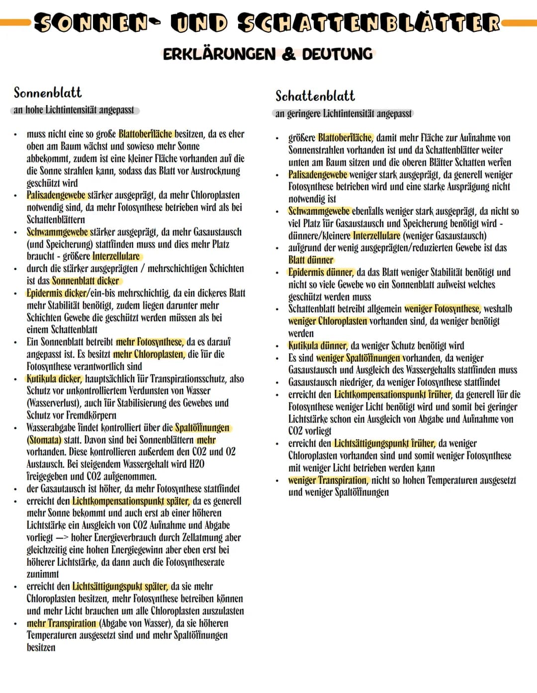 SONNEN- UND SCHATTENBLÄTTER
äußere Erscheinung/
Größe
mikroskopisches Bild /
schematische Darstellung
Kutikula
Palisadengewebe
Schwammgewebe