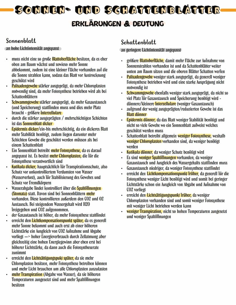 SONNEN- UND SCHATTENBLÄTTER
äußere Erscheinung/
Größe
mikroskopisches Bild /
schematische Darstellung
Kutikula
Palisadengewebe
Schwammgewebe