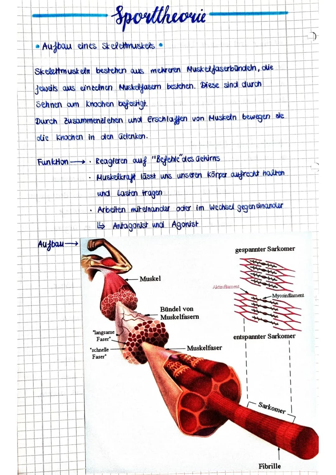 •Aufbau eines Skelettmuskets •
Sporttheorie
Skelettmuskeln bestehen aus mehreren Muskelfaserbündeln, die
jeweils aus einzelnen Muskelfasern 