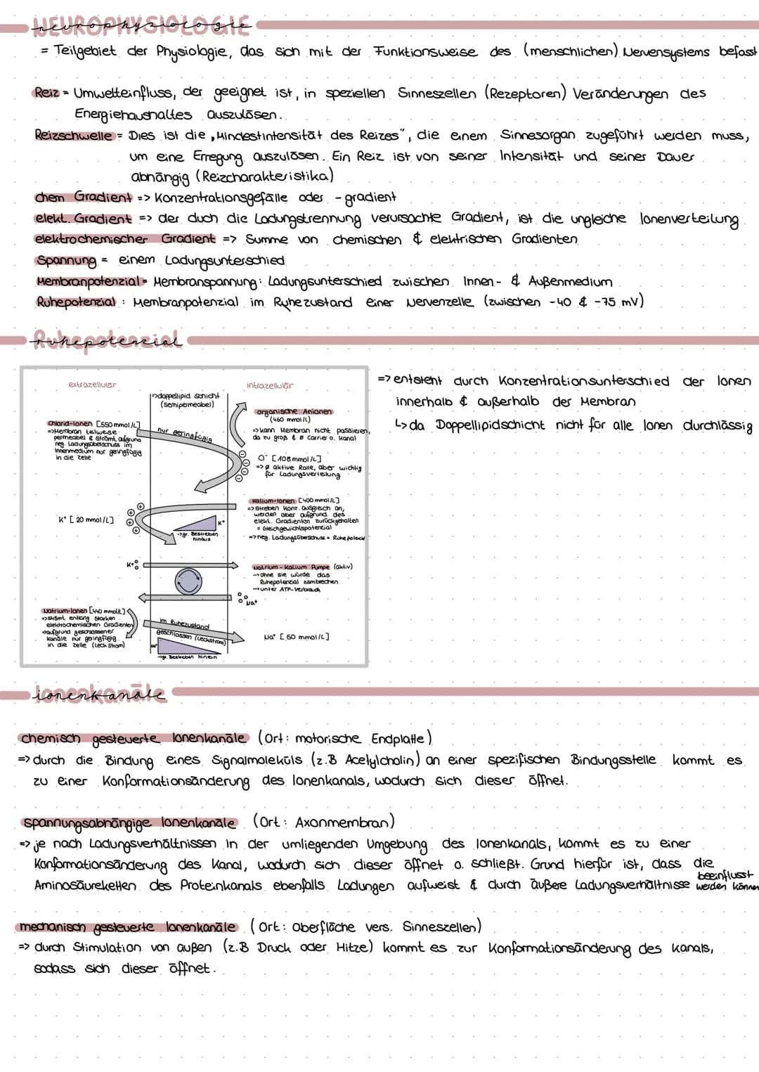 PROVARYOT VS EUKARYOT
Membran umgrenzt Organellen
Erbsubstanz
genetischer Austausch
→
Masse an Ribasomen
Cytoskelett
genetische Information
