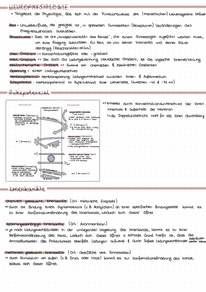 PROVARYOT VS EUKARYOT
Membran umgrenzt Organellen
Erbsubstanz
genetischer Austausch
→
Masse an Ribasomen
Cytoskelett
genetische Information
