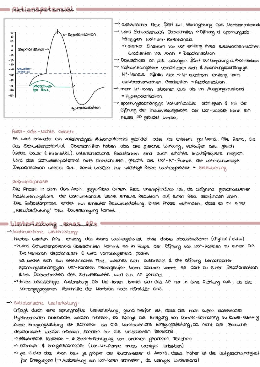 PROVARYOT VS EUKARYOT
Membran umgrenzt Organellen
Erbsubstanz
genetischer Austausch
→
Masse an Ribasomen
Cytoskelett
genetische Information
