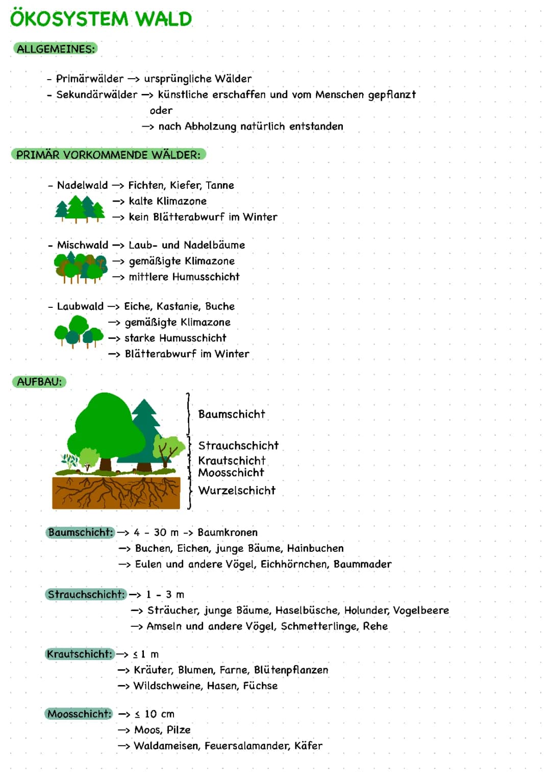 Ökosystem Wald