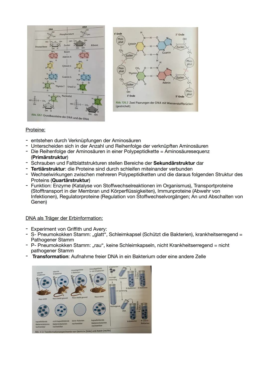 DNA Aufbau:
DNA- Doppelhelix: verlauft antiparallel
- Verschiedene Abfolgen von Basenpaaren (Basensequenzen) entsprechen unterschiedlichen
g