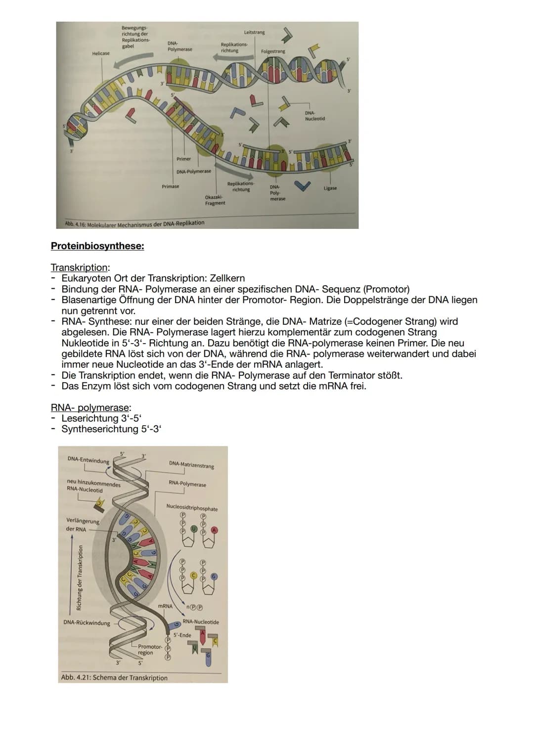 DNA Aufbau:
DNA- Doppelhelix: verlauft antiparallel
- Verschiedene Abfolgen von Basenpaaren (Basensequenzen) entsprechen unterschiedlichen
g