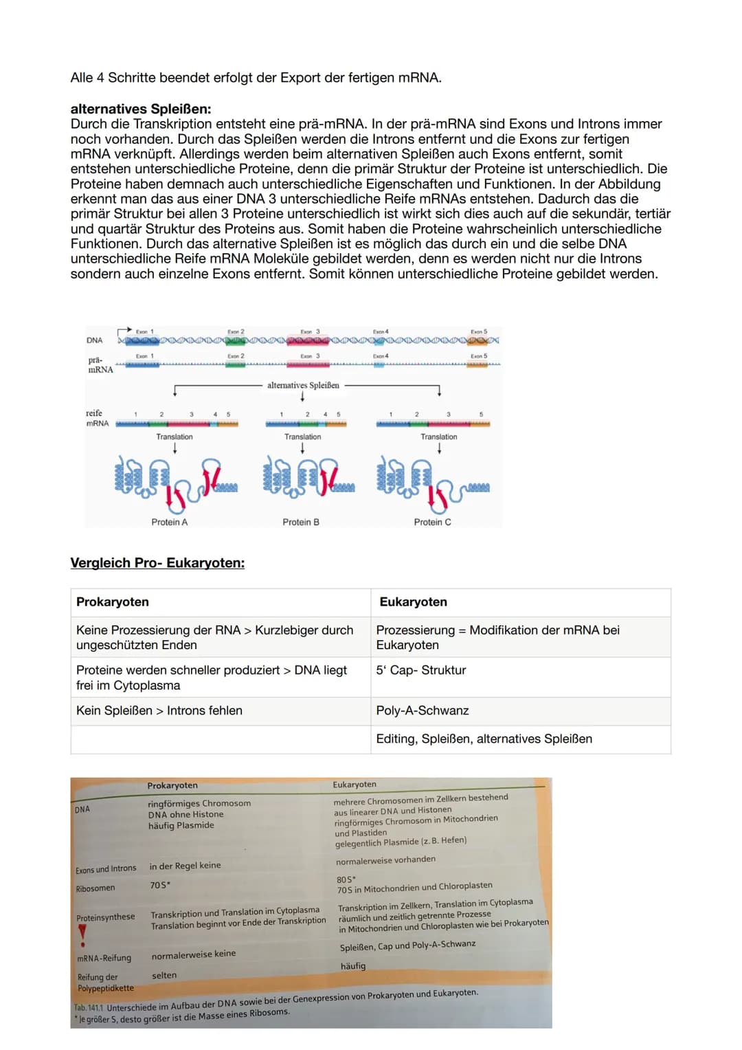 DNA Aufbau:
DNA- Doppelhelix: verlauft antiparallel
- Verschiedene Abfolgen von Basenpaaren (Basensequenzen) entsprechen unterschiedlichen
g