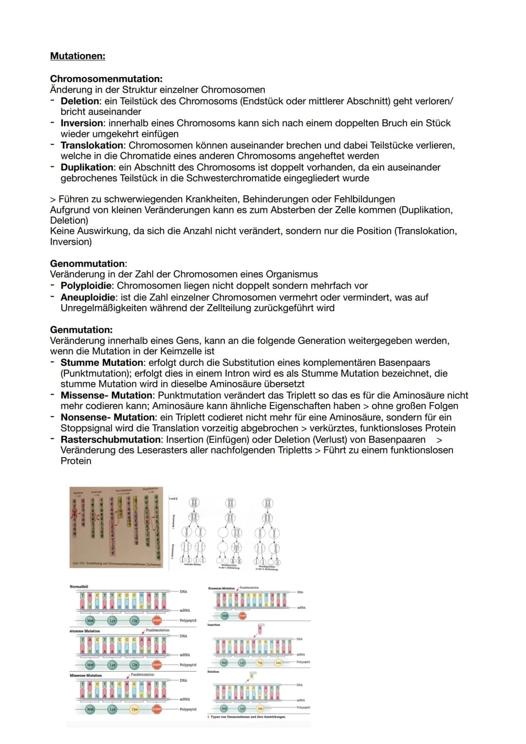 DNA Aufbau:
DNA- Doppelhelix: verlauft antiparallel
- Verschiedene Abfolgen von Basenpaaren (Basensequenzen) entsprechen unterschiedlichen
g