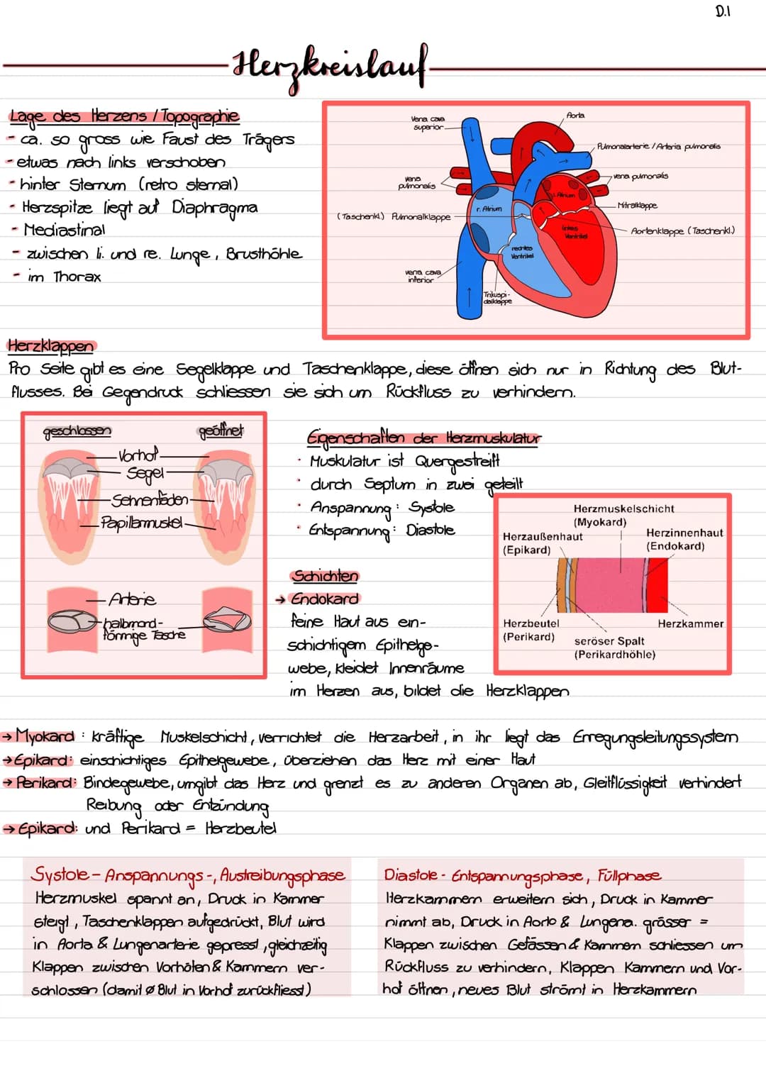 Lage des Herzens / Topographie
- ca. so gross wie Faust des Trägers
- etwas nach links verschoben
- hinter Sternum (retro sternal)
- Herzspi