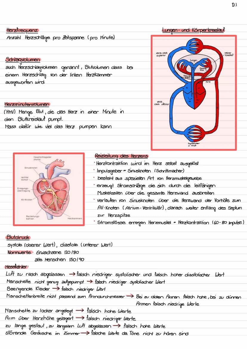 Lage des Herzens / Topographie
- ca. so gross wie Faust des Trägers
- etwas nach links verschoben
- hinter Sternum (retro sternal)
- Herzspi