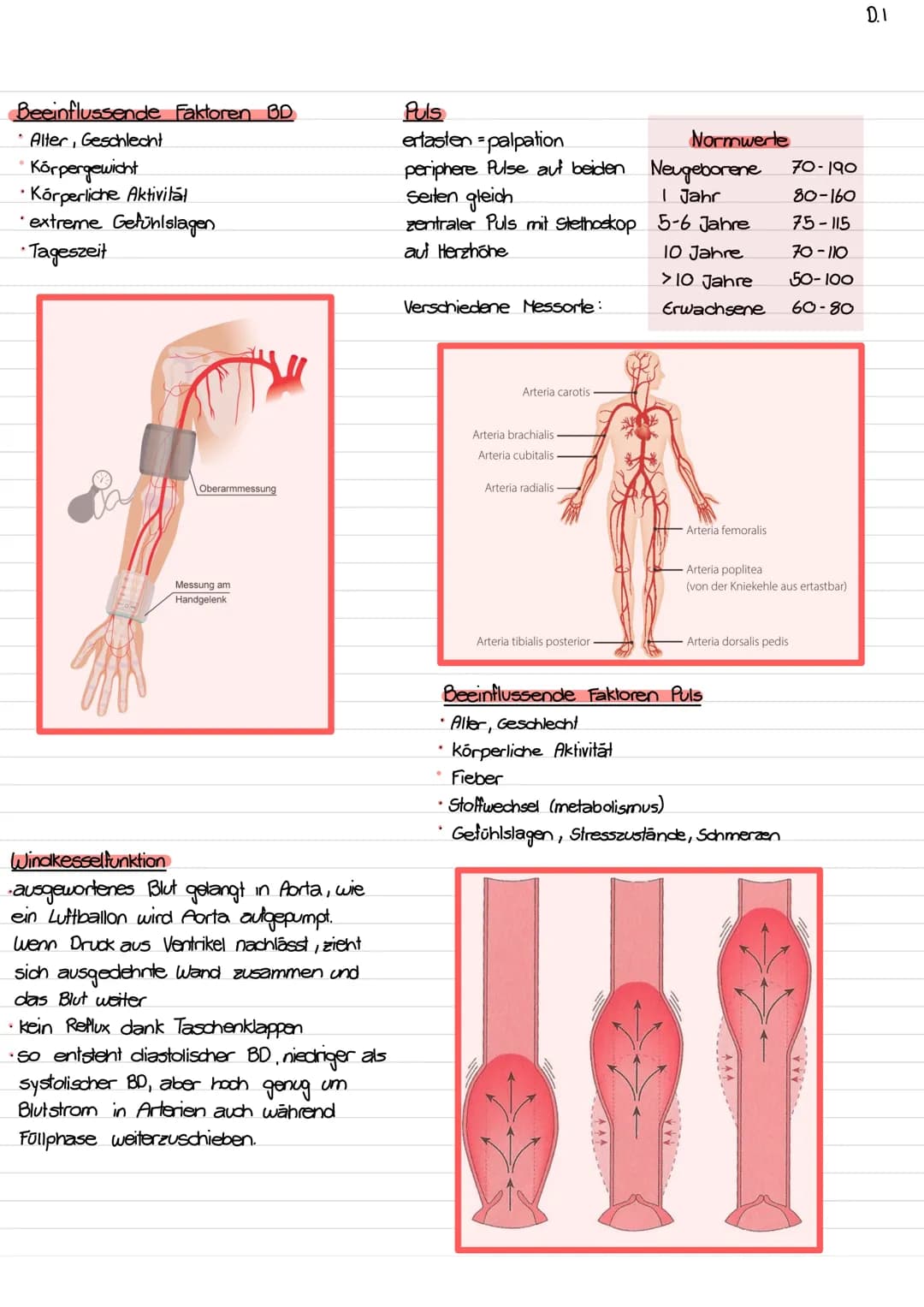 Lage des Herzens / Topographie
- ca. so gross wie Faust des Trägers
- etwas nach links verschoben
- hinter Sternum (retro sternal)
- Herzspi