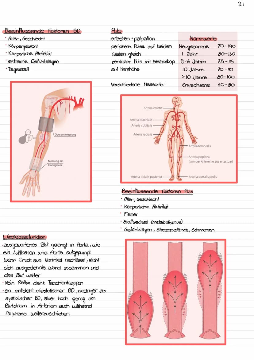 Lage des Herzens / Topographie
- ca. so gross wie Faust des Trägers
- etwas nach links verschoben
- hinter Sternum (retro sternal)
- Herzspi