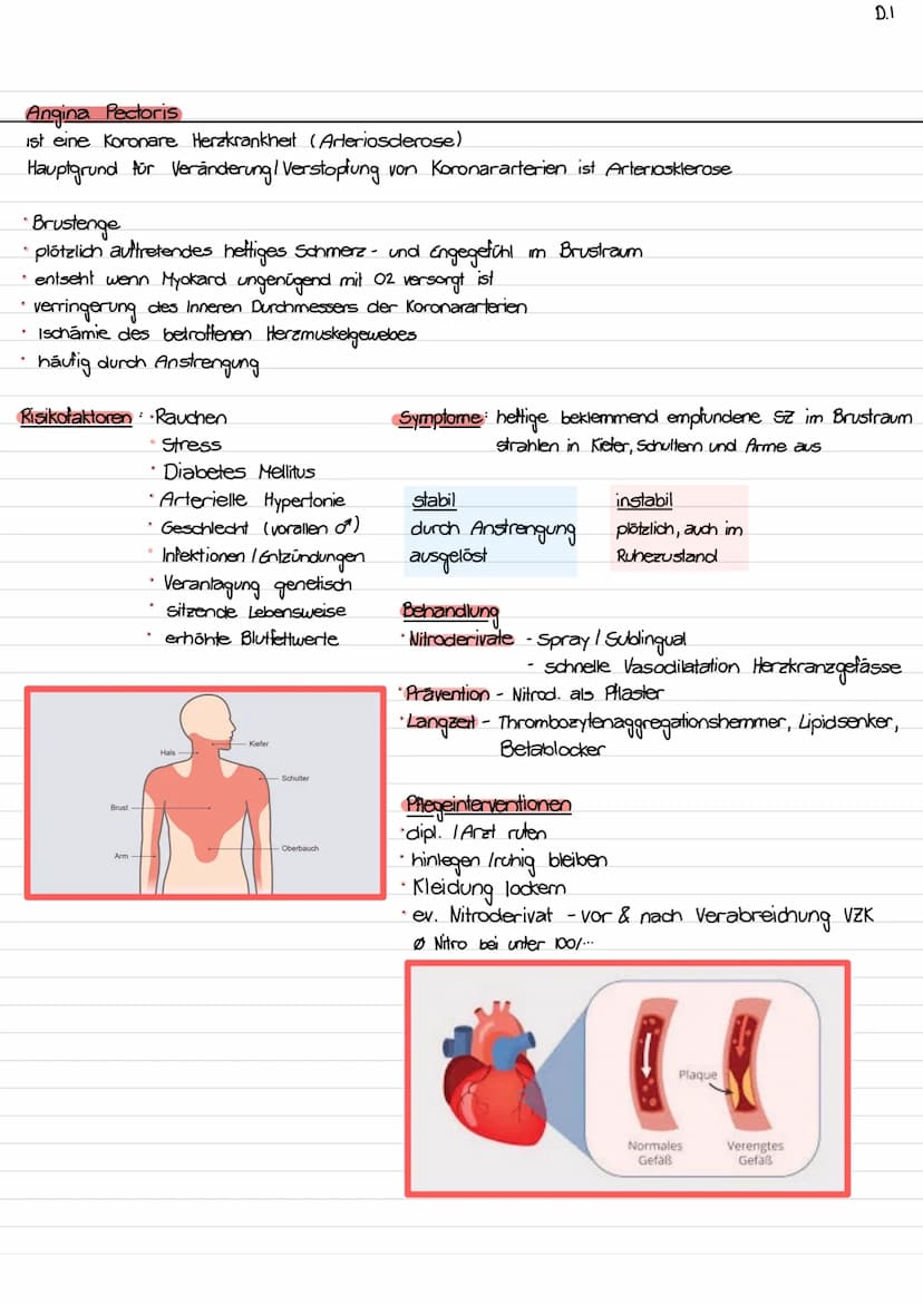 Lage des Herzens / Topographie
- ca. so gross wie Faust des Trägers
- etwas nach links verschoben
- hinter Sternum (retro sternal)
- Herzspi