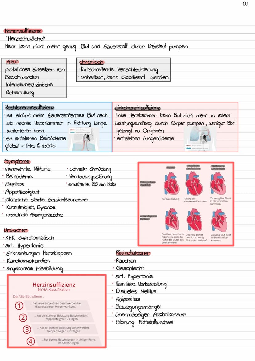 Lage des Herzens / Topographie
- ca. so gross wie Faust des Trägers
- etwas nach links verschoben
- hinter Sternum (retro sternal)
- Herzspi
