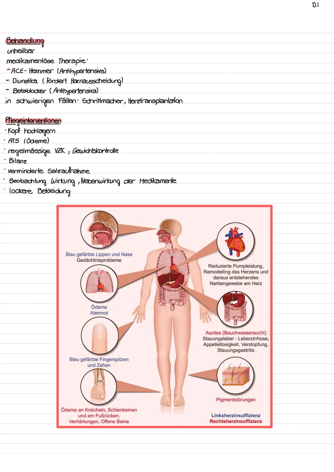 Lage des Herzens / Topographie
- ca. so gross wie Faust des Trägers
- etwas nach links verschoben
- hinter Sternum (retro sternal)
- Herzspi