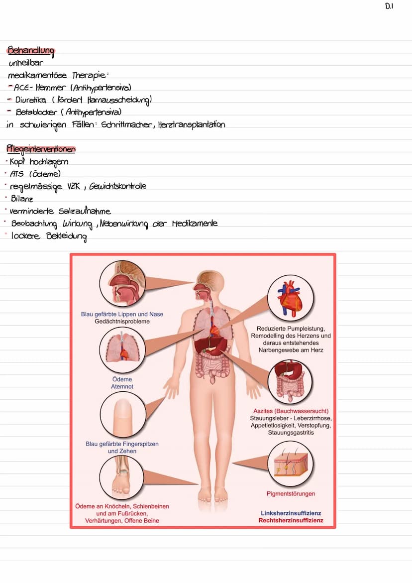 Lage des Herzens / Topographie
- ca. so gross wie Faust des Trägers
- etwas nach links verschoben
- hinter Sternum (retro sternal)
- Herzspi