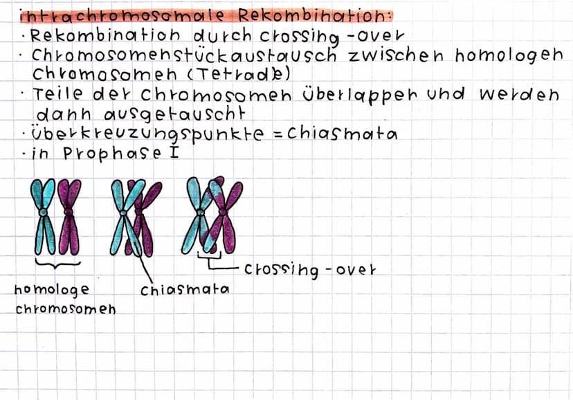 Rekombination
Definition: Um- und Neukombination von genetischen
Informationen.
interchromosomale Rekombination:
Erbmaterial wird zufallsbed