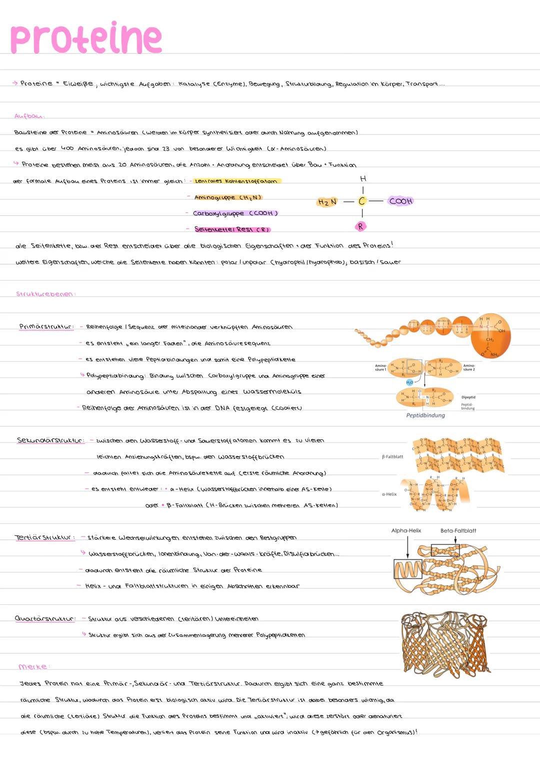 Proteine
→ Proteine • Eiweiße, wichtigste Aufgaben: Katalyse (Enzyme), Bewegung, Strukturbildung, Regulation im Körper, Transport....
Aufbau