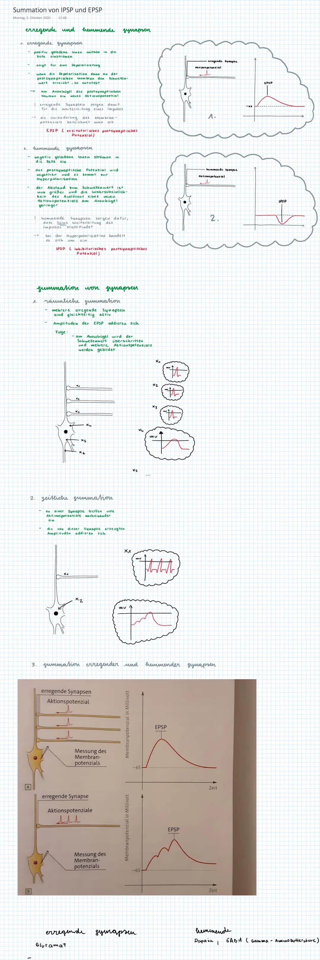 Summation von IPSP und EPSP
Montag, 5. Oktober 2020 12:08
erregende und
4. erregende gynapsen
- positiv geladene lonen müssen in die
Zelle
e