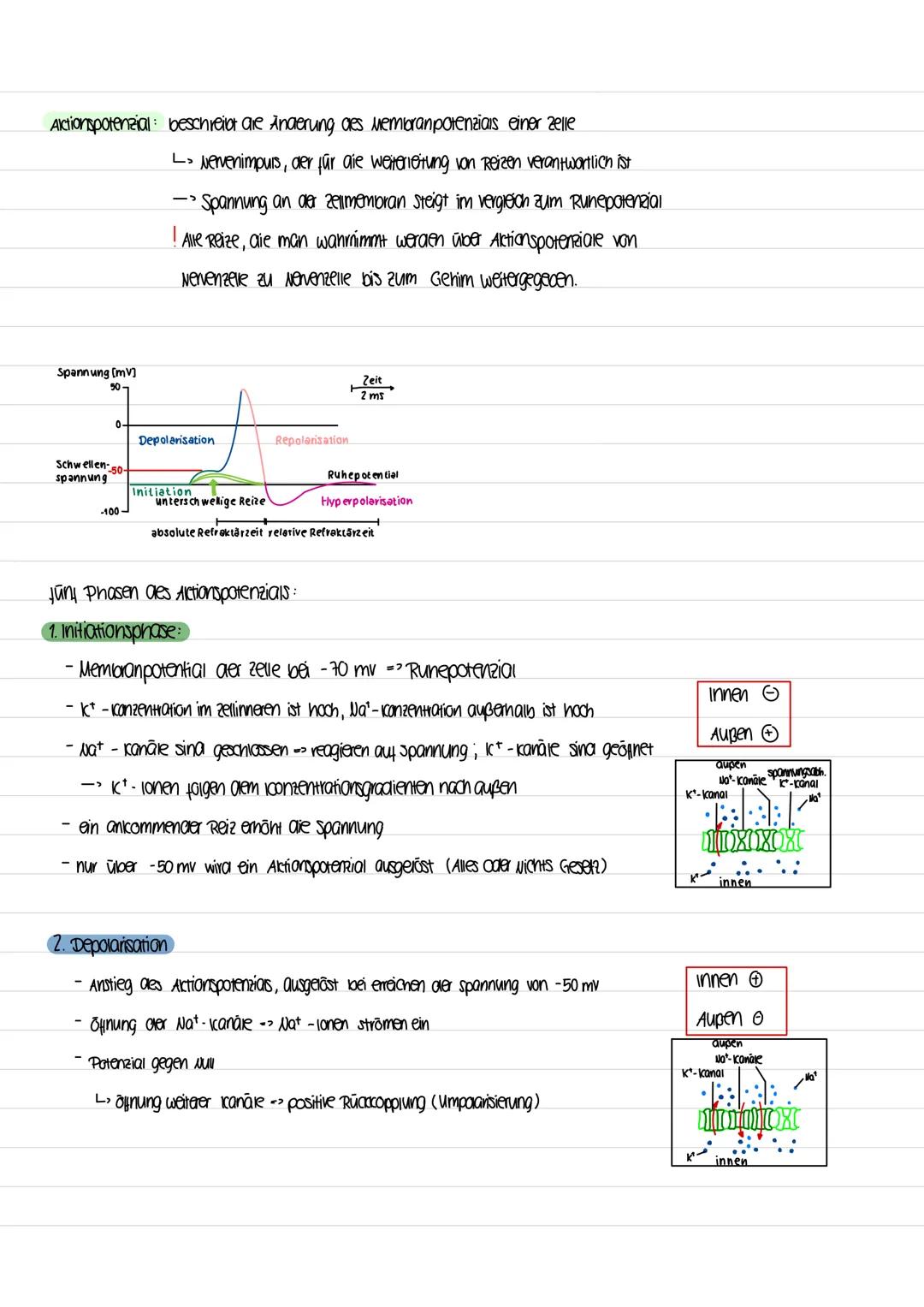 Aktionspotenzial: beschreiot are Anaerung des membranpotenzials einer zelle
→ vervenimpuis, der für die weiterleitung von Reizen verantwortl