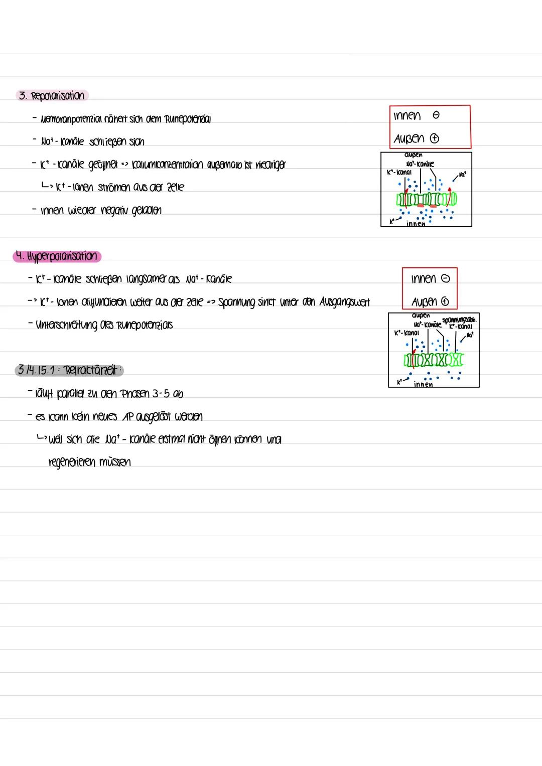 Aktionspotenzial: beschreiot are Anaerung des membranpotenzials einer zelle
→ vervenimpuis, der für die weiterleitung von Reizen verantwortl