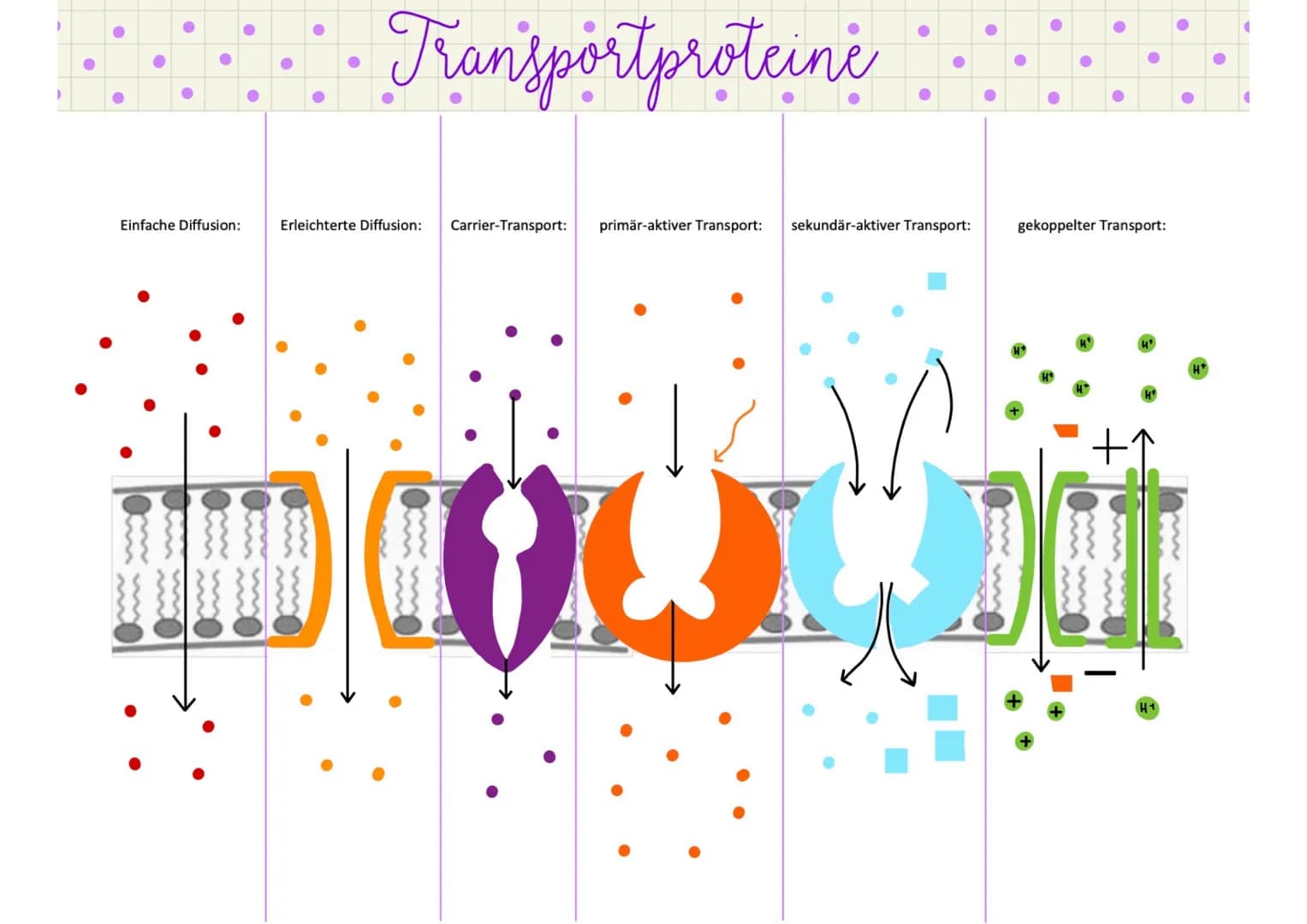 ●
●
●
●
einfache Diffusion
erie:chierie Diffusion
●
corrierprotein
●
●
Transportproteine
Unter Membrantransport wird in der Biologie der Tra