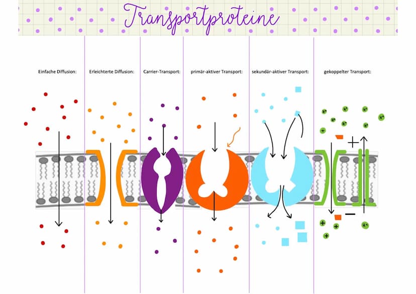 ●
●
●
●
einfache Diffusion
erie:chierie Diffusion
●
corrierprotein
●
●
Transportproteine
Unter Membrantransport wird in der Biologie der Tra