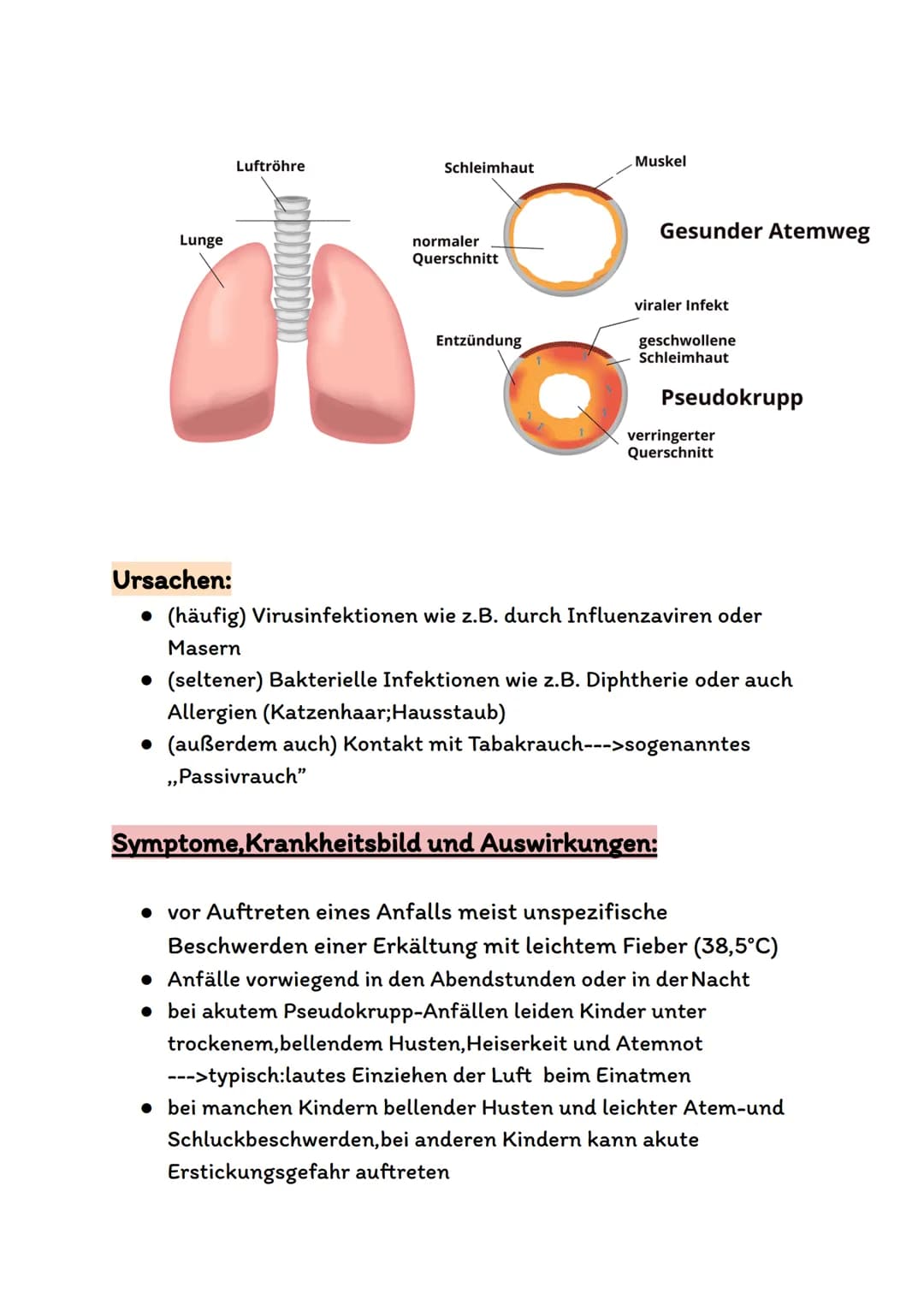 Atmungsorgane
Atmungsorgane sind die Organe in unserem Körper,die für den
Sauerstofftransport und den Gasaustausch zuständig sind.
Bei den A