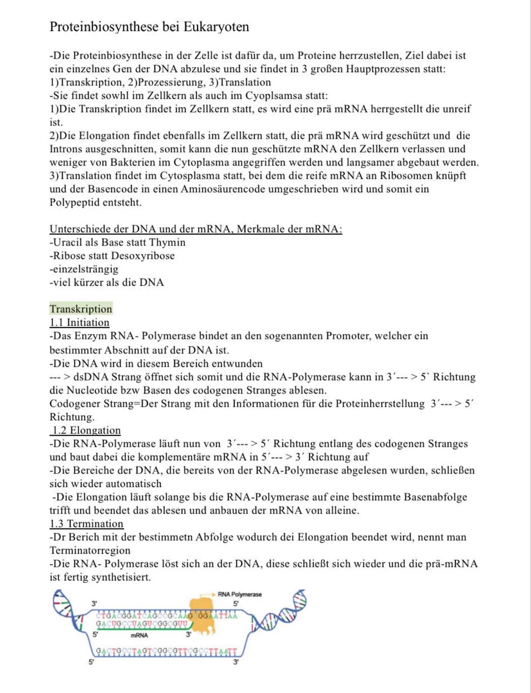 # Proteinbiosynthese bei Eukaryoten

-Die Proteinbiosynthese in der Zelle ist dafür da, um Proteine herrzustellen, Ziel dabei ist
ein einzel
