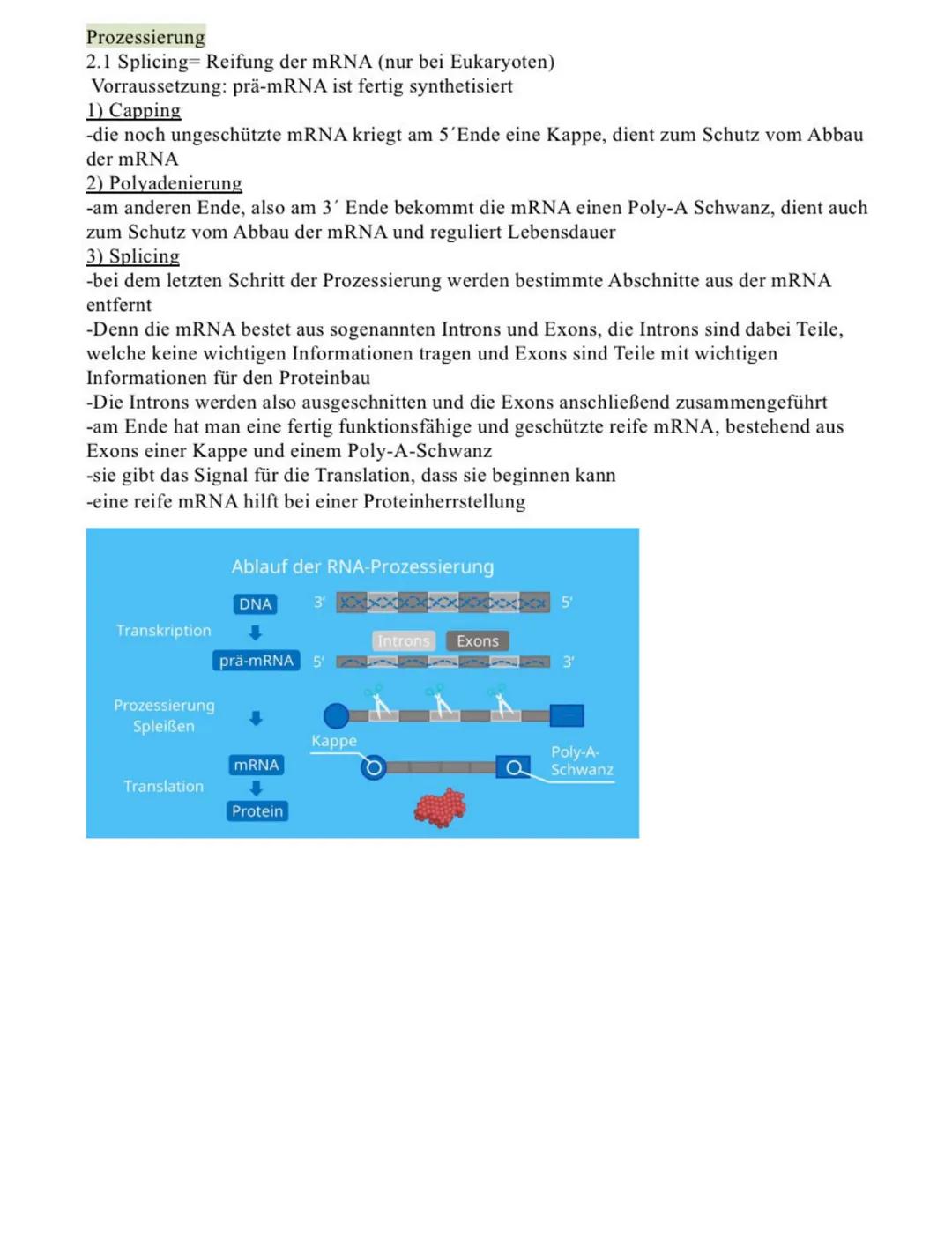 # Proteinbiosynthese bei Eukaryoten

-Die Proteinbiosynthese in der Zelle ist dafür da, um Proteine herrzustellen, Ziel dabei ist
ein einzel