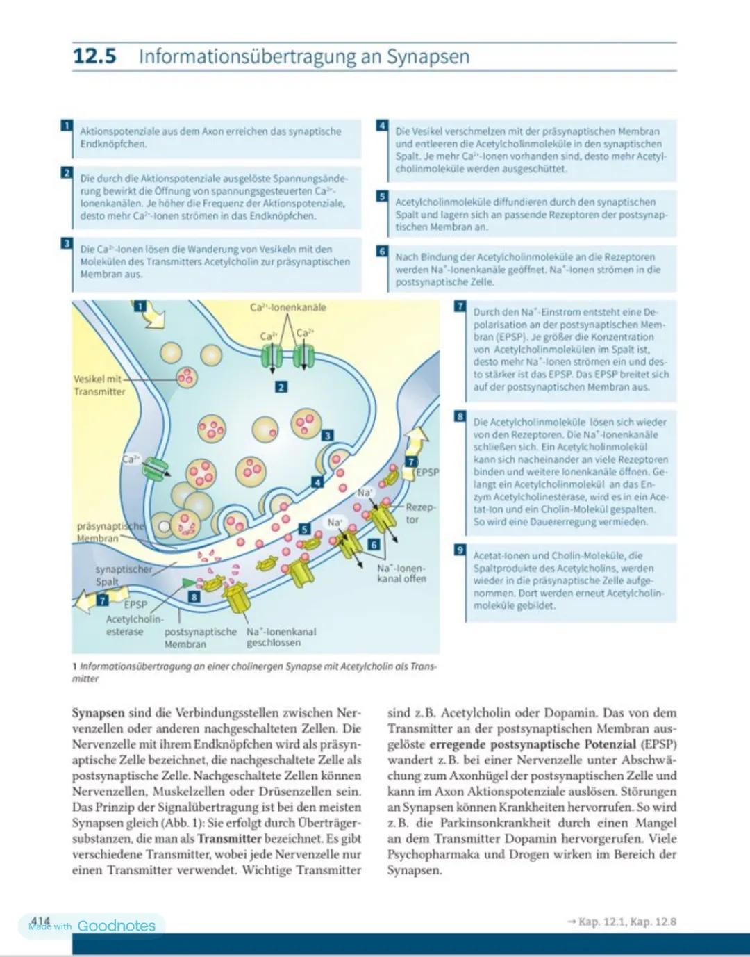 Beschreibung eines Diagramms / Graphen
Der y - Wert wird in Abhängigkeit vom x-Wert gemessen, dies wird im Bereich der Notierung y - Achse u