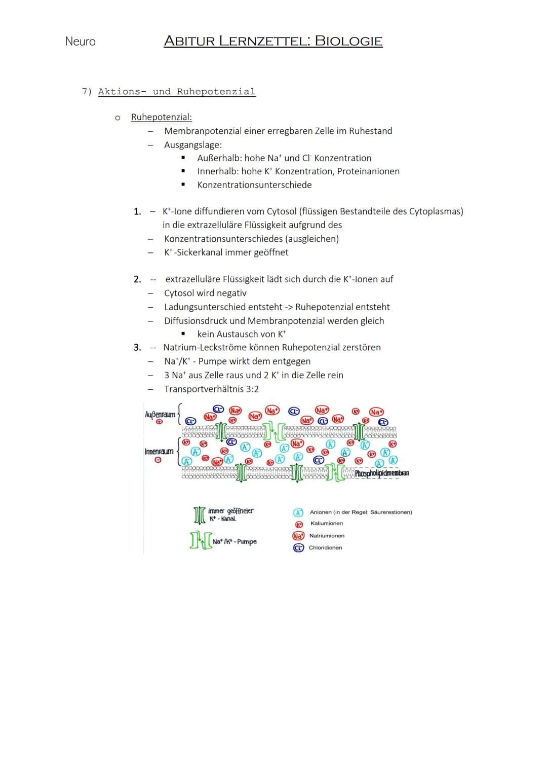Neuro
1) Biomembran:
O
O
In eukaryotischen und prokaryotischen Zellen
Aufbau:
ABITUR LERNZETTEL: BIOLOGIE
00
bilden Barriere & grenzen Zelle