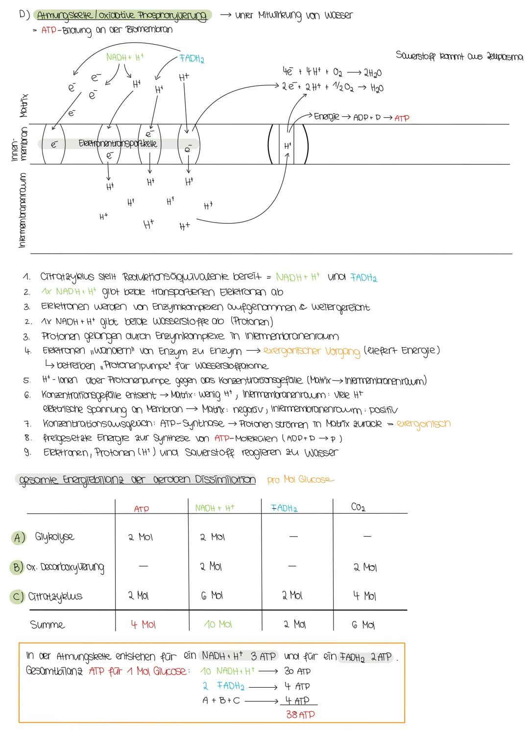 DISSIMILATION
Mitochonarien:
- in Eukaryoten
- tierische Zellen, Zellen mit hohem Energieverbrauch (2.B. Muskelzellen)
·Doppelmembran
enthal
