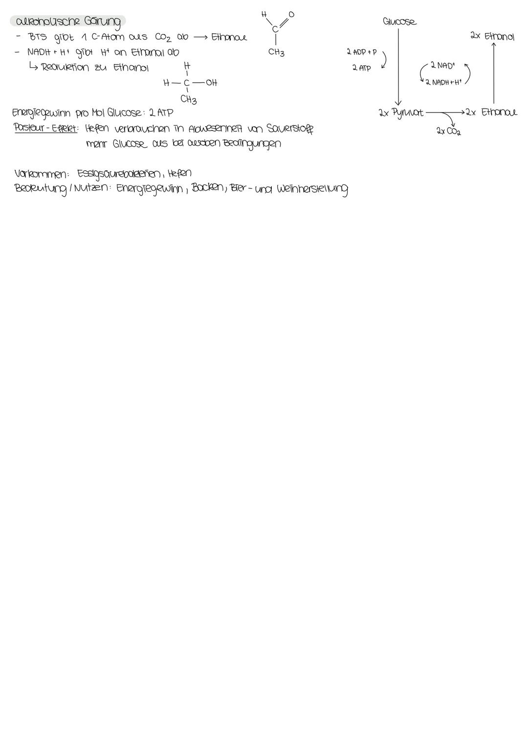 DISSIMILATION
Mitochonarien:
- in Eukaryoten
- tierische Zellen, Zellen mit hohem Energieverbrauch (2.B. Muskelzellen)
·Doppelmembran
enthal