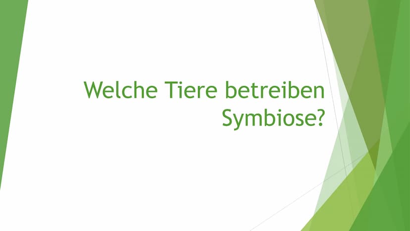 Helfen sich verschiedene
Tierarten eigentlich
gegenseitig? Victoria Lehrhuber, 10A
1. Definition Symbiose:
Symbiose zwischen Tieren
●
griech