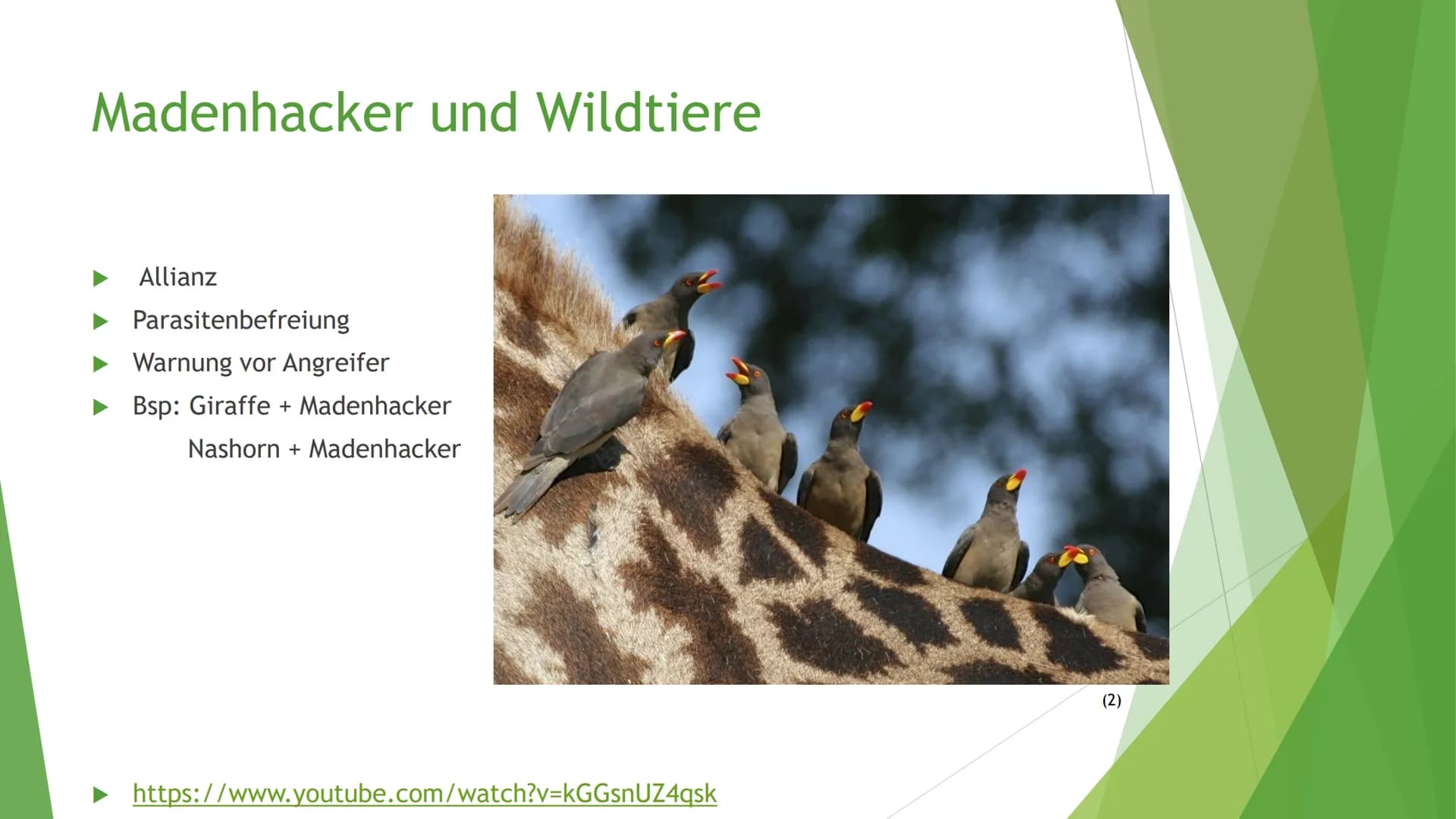 Helfen sich verschiedene
Tierarten eigentlich
gegenseitig? Victoria Lehrhuber, 10A
1. Definition Symbiose:
Symbiose zwischen Tieren
●
griech