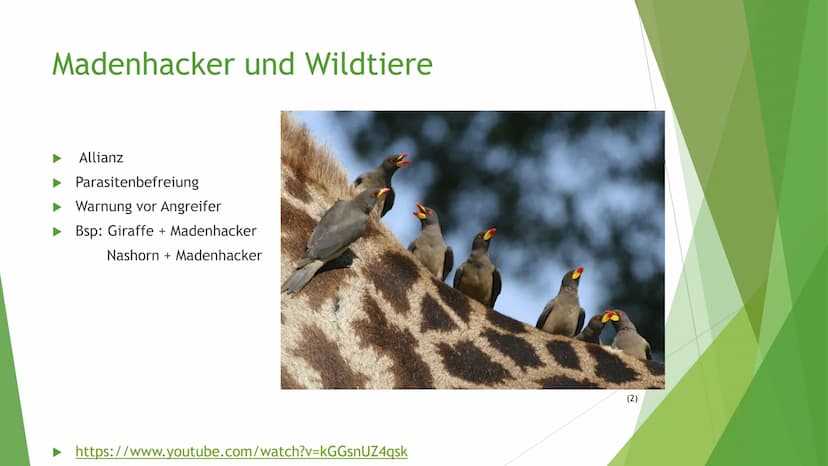 Helfen sich verschiedene
Tierarten eigentlich
gegenseitig? Victoria Lehrhuber, 10A
1. Definition Symbiose:
Symbiose zwischen Tieren
●
griech
