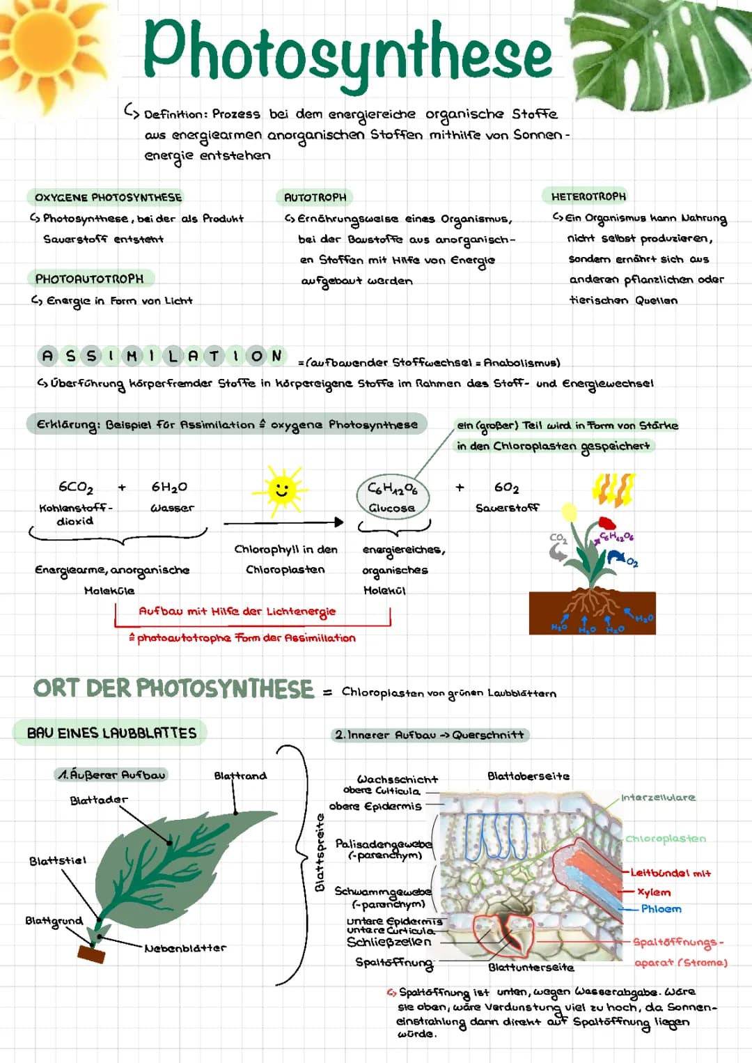 Photosynthese und Endosymbiontentheorie für Kinder erklärt: Formeln und Abläufe