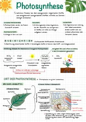 Know Photosynthese, Assimilation - Biologie thumbnail