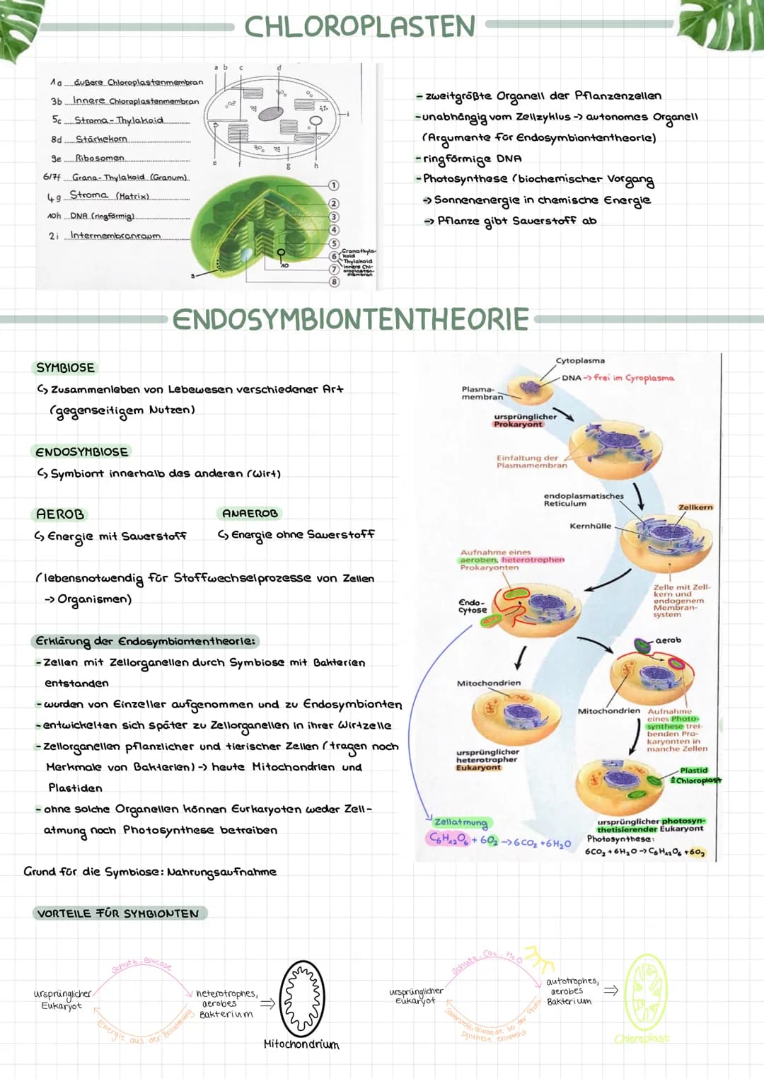 OXYGENE PHOTOSYNTHESE
C Photosynthese, bei der als Produkt
Sauerstoff entsteht
PHOTOAUTOTROPH
C, Energie in Form von Licht
Photosynthese
>De