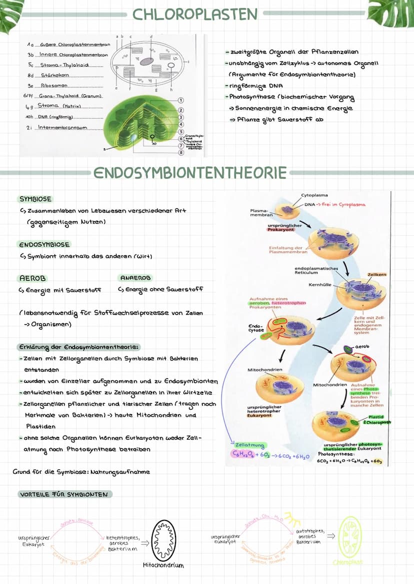 OXYGENE PHOTOSYNTHESE
C Photosynthese, bei der als Produkt
Sauerstoff entsteht
PHOTOAUTOTROPH
C, Energie in Form von Licht
Photosynthese
>De