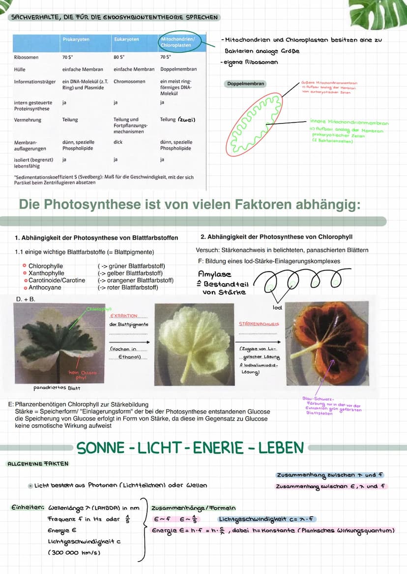 OXYGENE PHOTOSYNTHESE
C Photosynthese, bei der als Produkt
Sauerstoff entsteht
PHOTOAUTOTROPH
C, Energie in Form von Licht
Photosynthese
>De