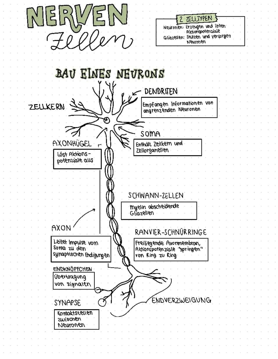 Neuro 