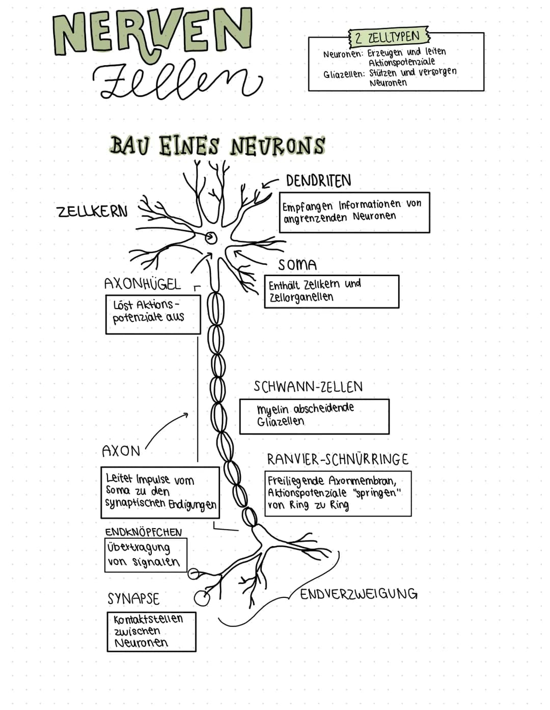 NERVEN
Zellen
BAU EINES NEURONS
You
ZELLKERN
AXONHÜGEL
Lost Aktions-
potenziale aus
AXON
Leitet Impulse vom
Soma zu den
synaptischen Endigun