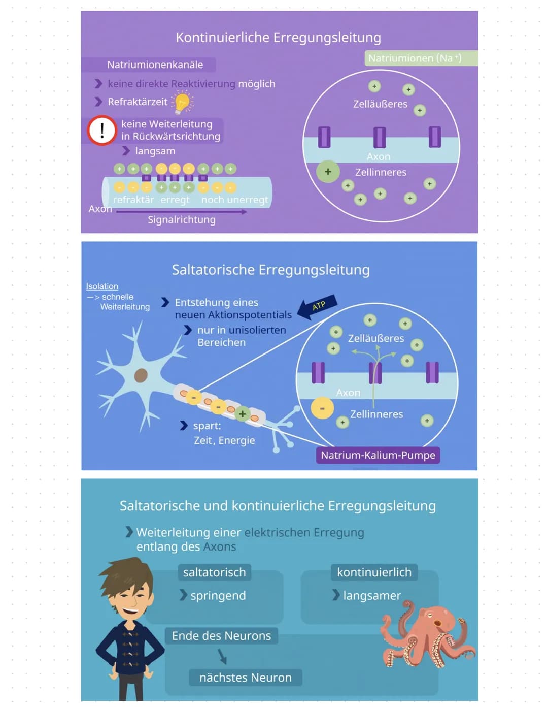 NERVEN
Zellen
BAU EINES NEURONS
You
ZELLKERN
AXONHÜGEL
Lost Aktions-
potenziale aus
AXON
Leitet Impulse vom
Soma zu den
synaptischen Endigun