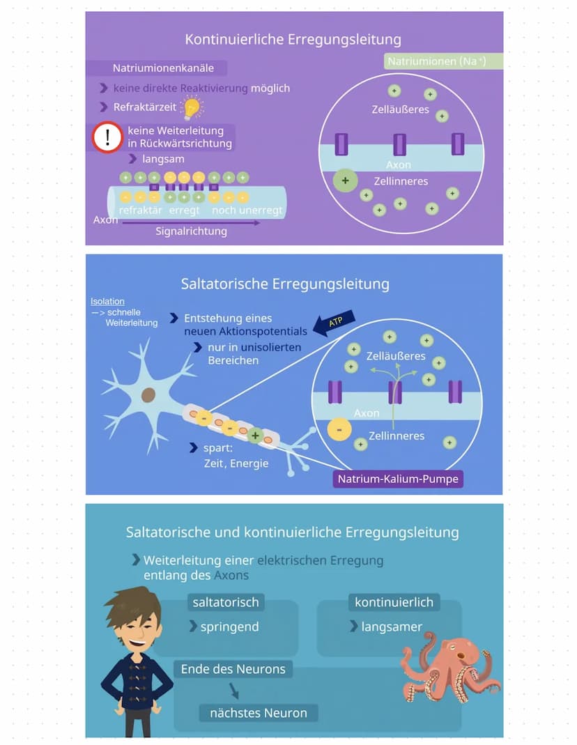 NERVEN
Zellen
BAU EINES NEURONS
You
ZELLKERN
AXONHÜGEL
Lost Aktions-
potenziale aus
AXON
Leitet Impulse vom
Soma zu den
synaptischen Endigun