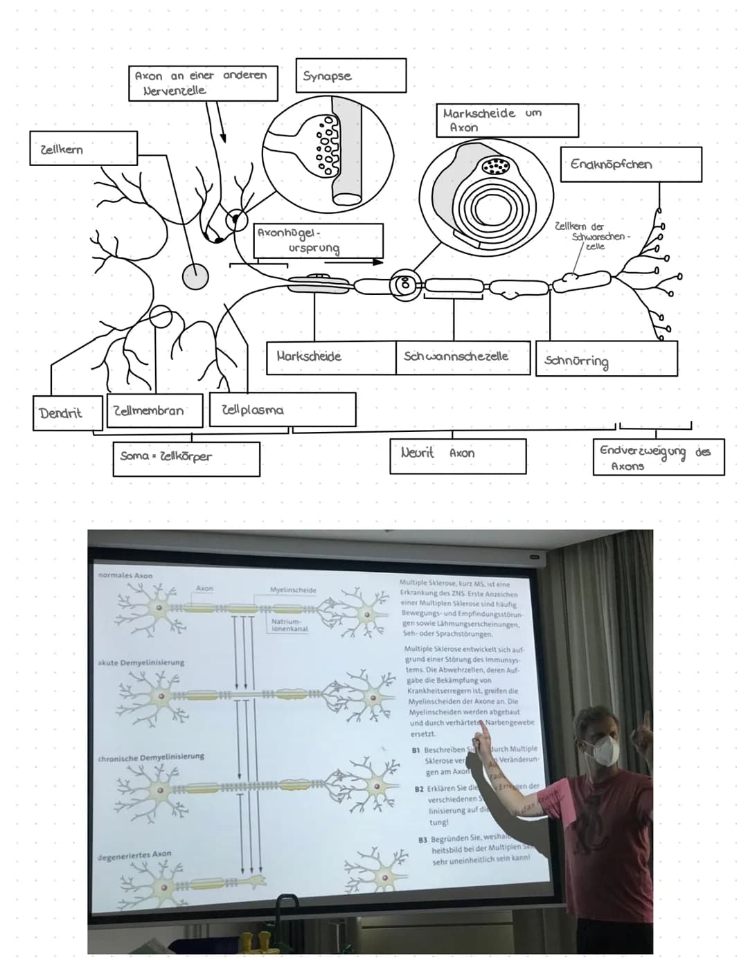 NERVEN
Zellen
BAU EINES NEURONS
You
ZELLKERN
AXONHÜGEL
Lost Aktions-
potenziale aus
AXON
Leitet Impulse vom
Soma zu den
synaptischen Endigun
