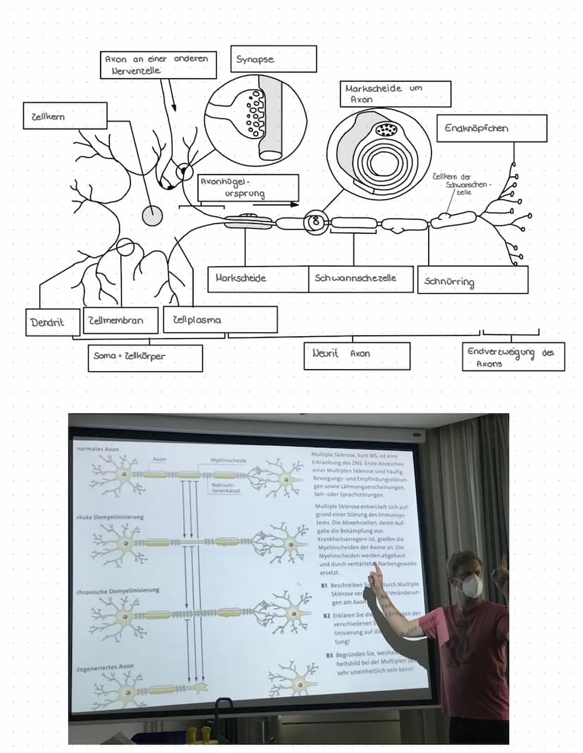 NERVEN
Zellen
BAU EINES NEURONS
You
ZELLKERN
AXONHÜGEL
Lost Aktions-
potenziale aus
AXON
Leitet Impulse vom
Soma zu den
synaptischen Endigun